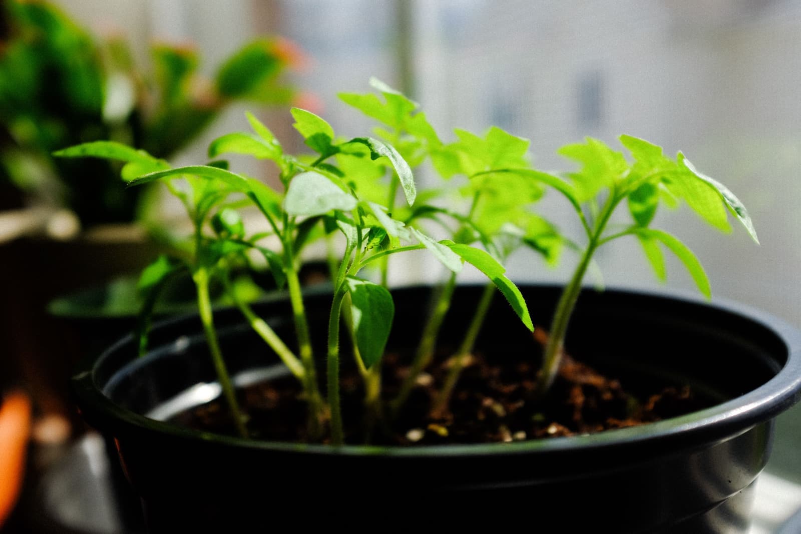 Young plants growing under an indoor grow light on a home shelf