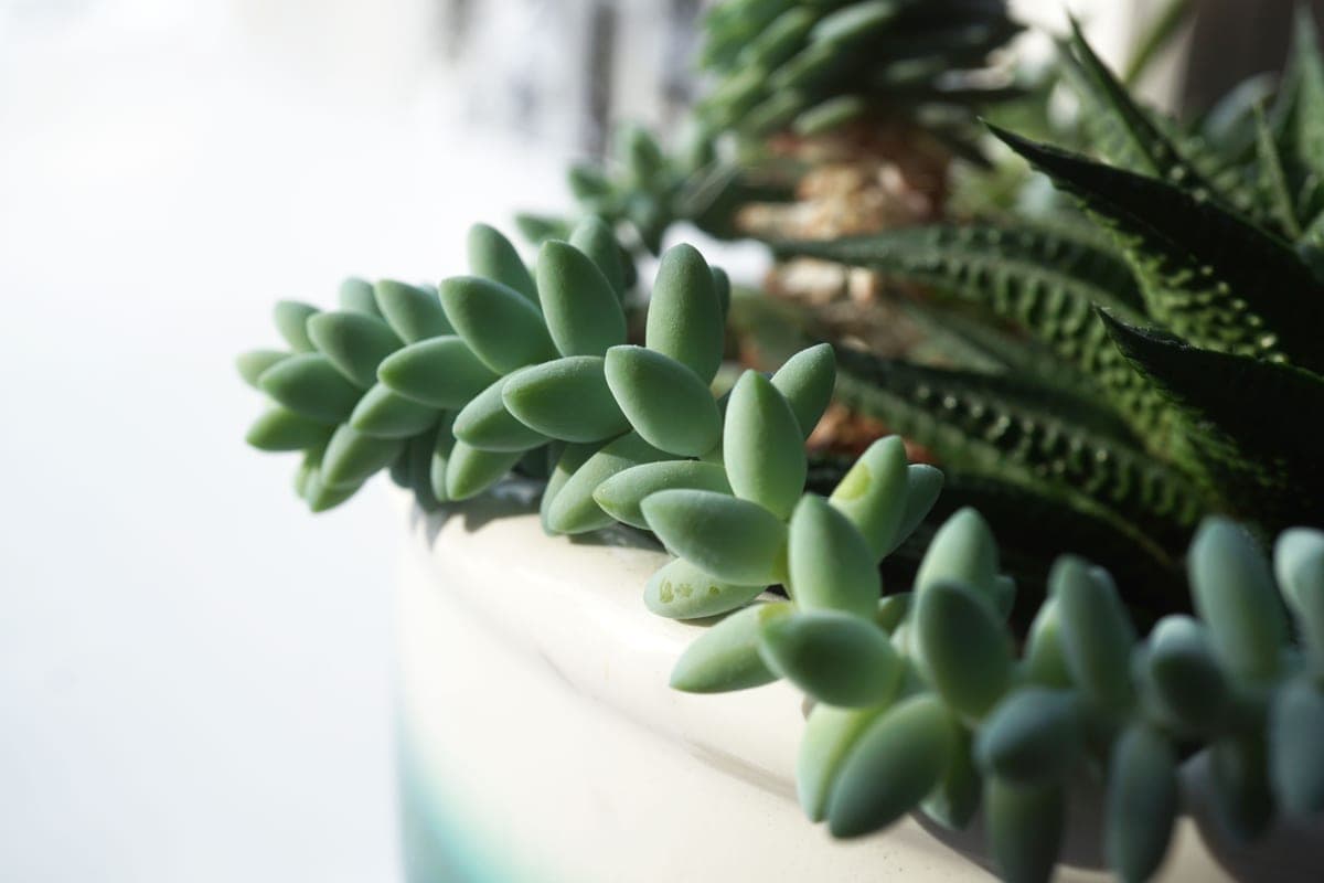 Houseplants on a windowsill beside a gray winter window with a grow light above