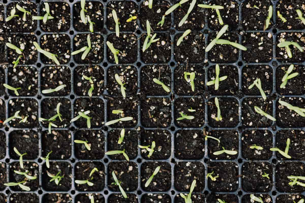 Trays of young seedlings growing under linked LED strip lights on a shelf