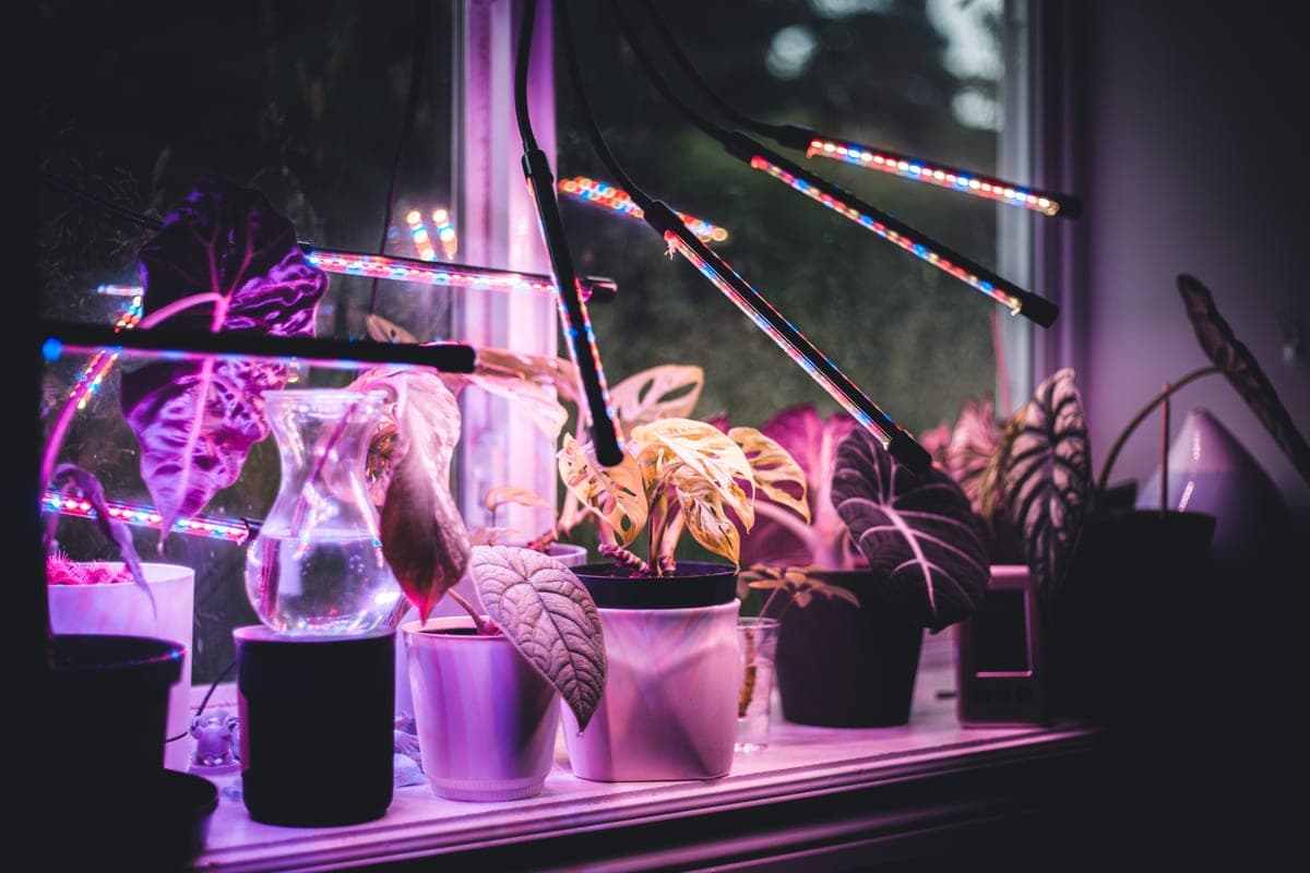 White full-spectrum LED grow light illuminating green foliage indoors